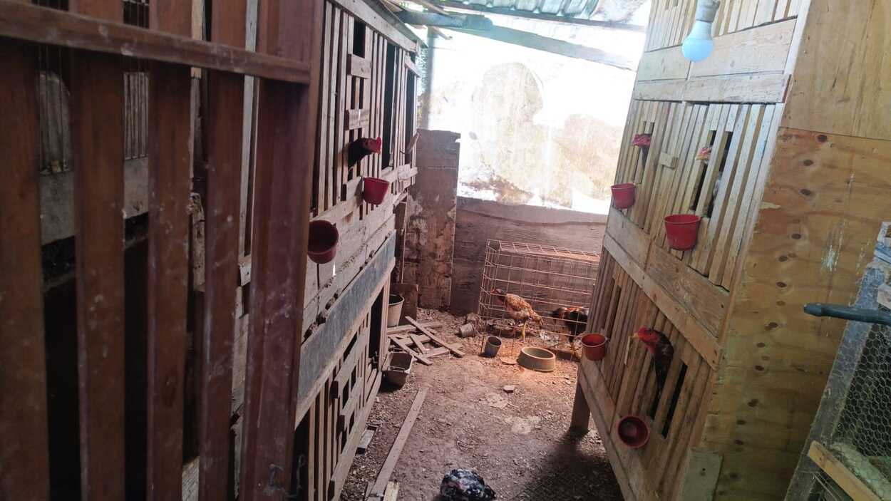 Operação conjunta em Diadema desarticula centro de rinha e resgata 200 galos