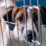 CCZ de São Bernardo realiza feira de adoção de pets neste sábado
