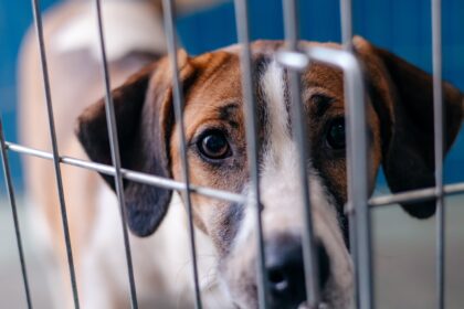CCZ de São Bernardo realiza feira de adoção de pets neste sábado
