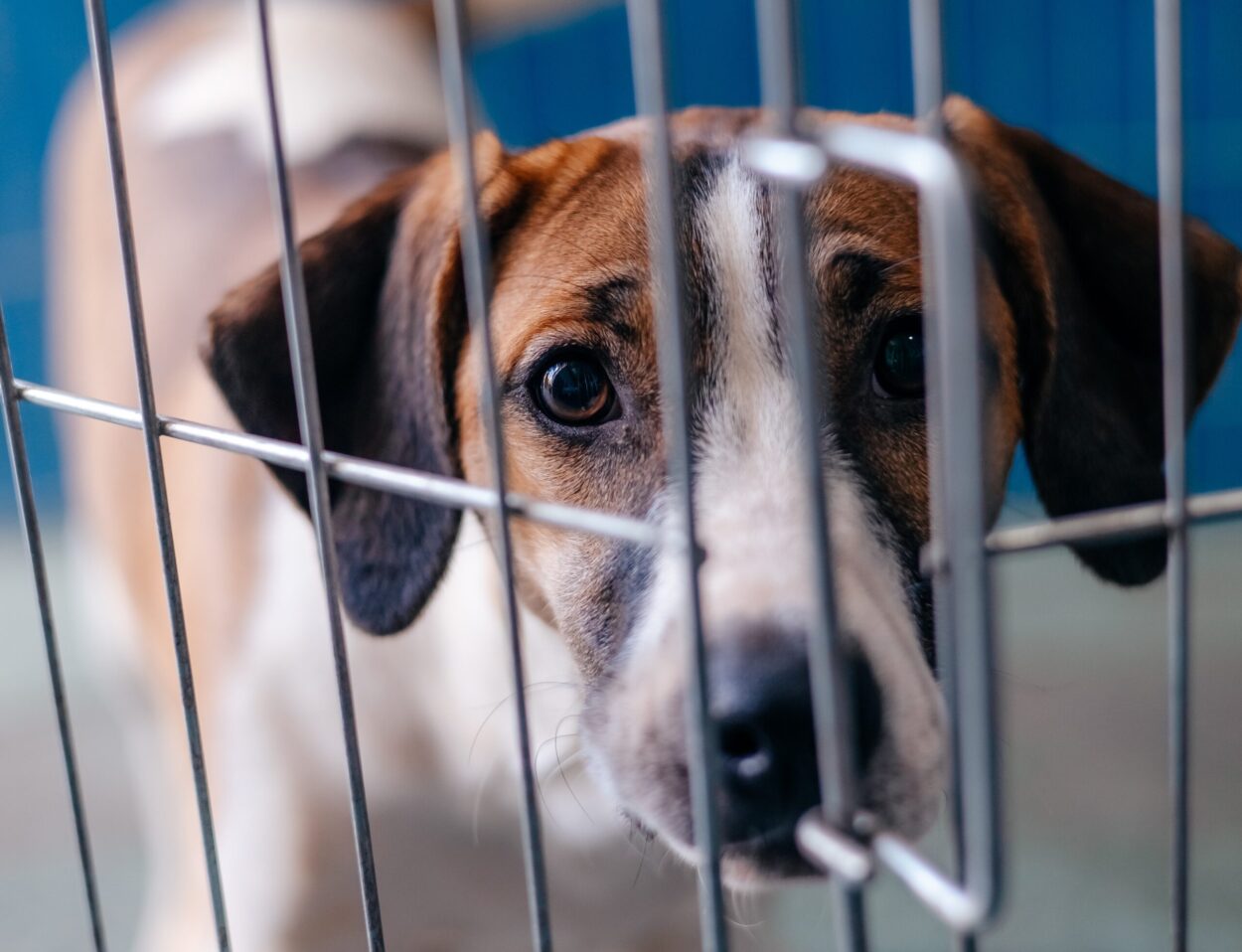 CCZ de São Bernardo realiza feira de adoção de pets neste sábado