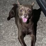 Cãozinho perdido é encontrado em condomínio de São Bernardo no feriado de Carnaval