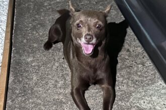 Cãozinho perdido é encontrado em condomínio de São Bernardo no feriado de Carnaval