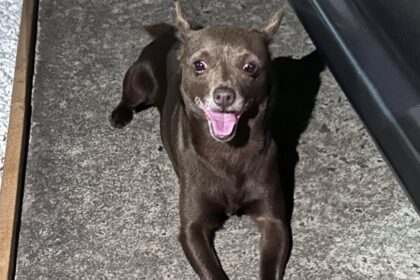 Cãozinho perdido é encontrado em condomínio de São Bernardo no feriado de Carnaval