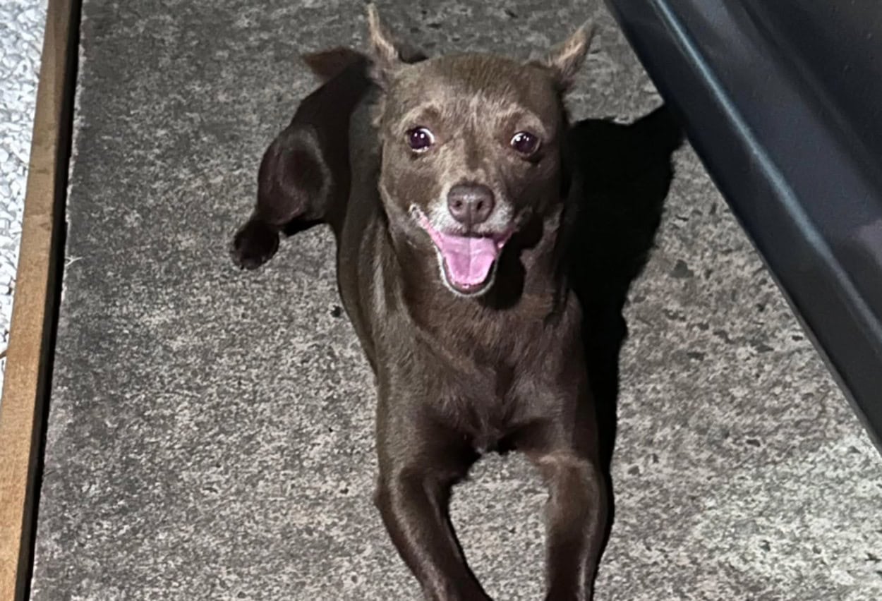 Cãozinho perdido é encontrado em condomínio de São Bernardo no feriado de Carnaval