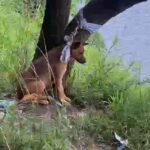 Crueldade no ABC: Cachorro é abandonado amarrado em árvore no Riacho Grande