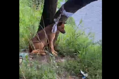 Crueldade no ABC: Cachorro é abandonado amarrado em árvore no Riacho Grande