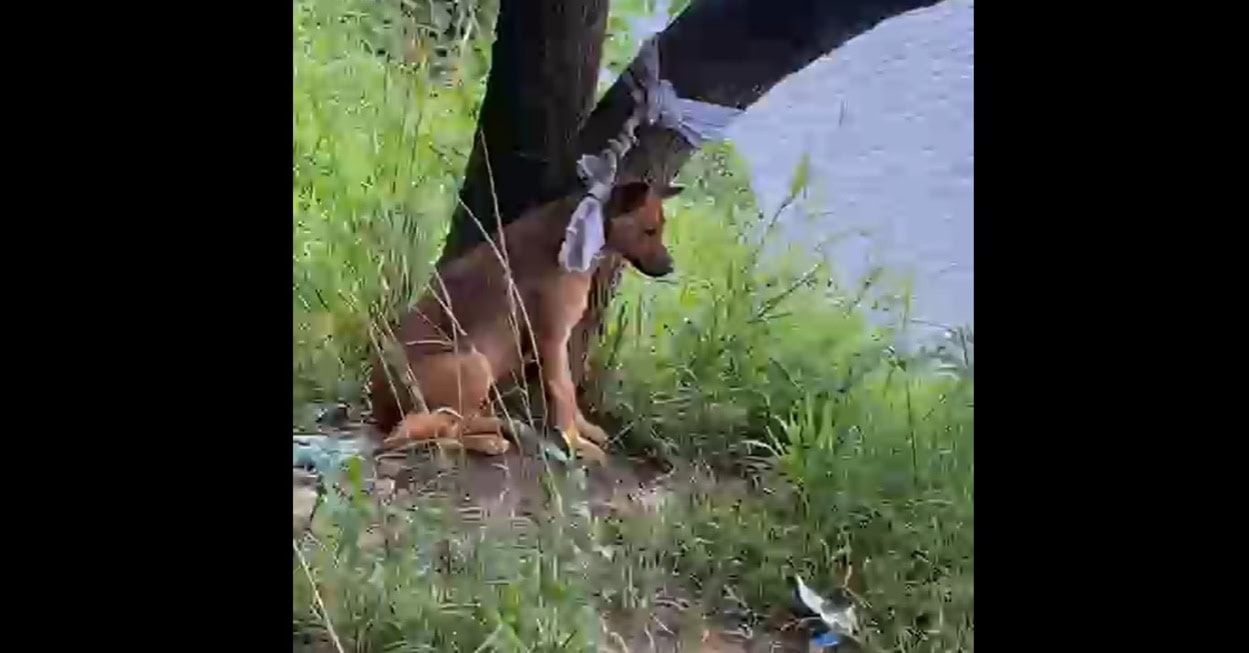 Crueldade no ABC: Cachorro é abandonado amarrado em árvore no Riacho Grande