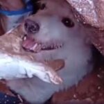 Entre Escombros e Esperança: Bombeiros Resgatam Cão Soterrado em Juiz de Fora