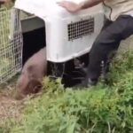 GCM Ambiental resgata capivara encontrada dentro de empresa em São Bernardo