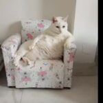 Morre Pérola, a gata que encantou a internet em seu "mini sofá"