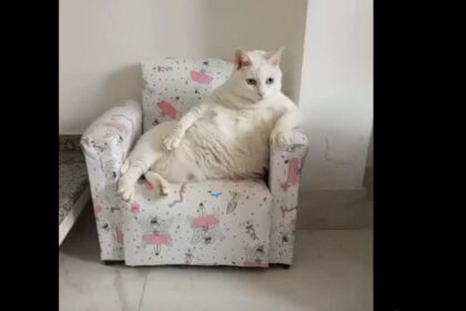 Morre Pérola, a gata que encantou a internet em seu "mini sofá"