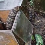GCM Ambiental resgata jararaca em bairro de São Bernardo