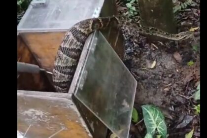 GCM Ambiental resgata jararaca em bairro de São Bernardo