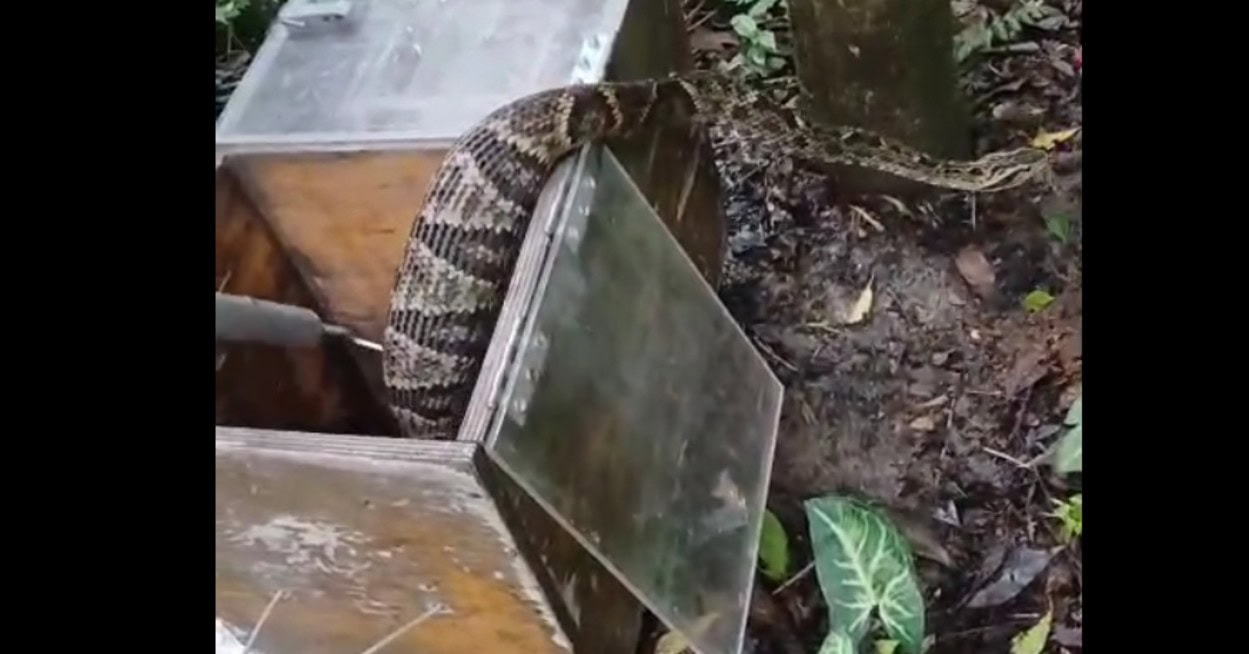 GCM Ambiental resgata jararaca em bairro de São Bernardo