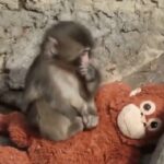 Rejeitado pela mãe, filhote de macaco encontra conforto em pelúcia e emociona o mundo