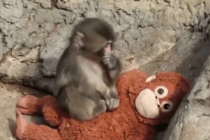 Rejeitado pela mãe, filhote de macaco encontra conforto em pelúcia e emociona o mundo