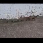 Família de patos mobiliza resgate após "passeio" por calçada em São Bernardo