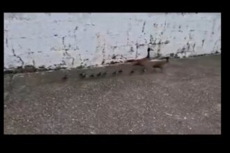 Família de patos mobiliza resgate após "passeio" por calçada em São Bernardo