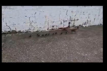 Família de patos mobiliza resgate após "passeio" por calçada em São Bernardo