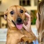 Nova legislação reconhece vínculo afetivo e libera enterro de animais em jazigos de família. Foto: Divulgação