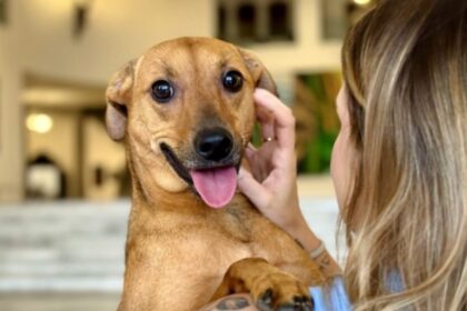 Nova legislação reconhece vínculo afetivo e libera enterro de animais em jazigos de família. Foto: Divulgação