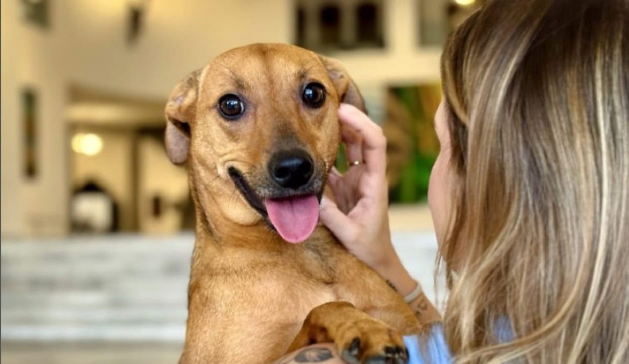 Nova legislação reconhece vínculo afetivo e libera enterro de animais em jazigos de família. Foto: Divulgação