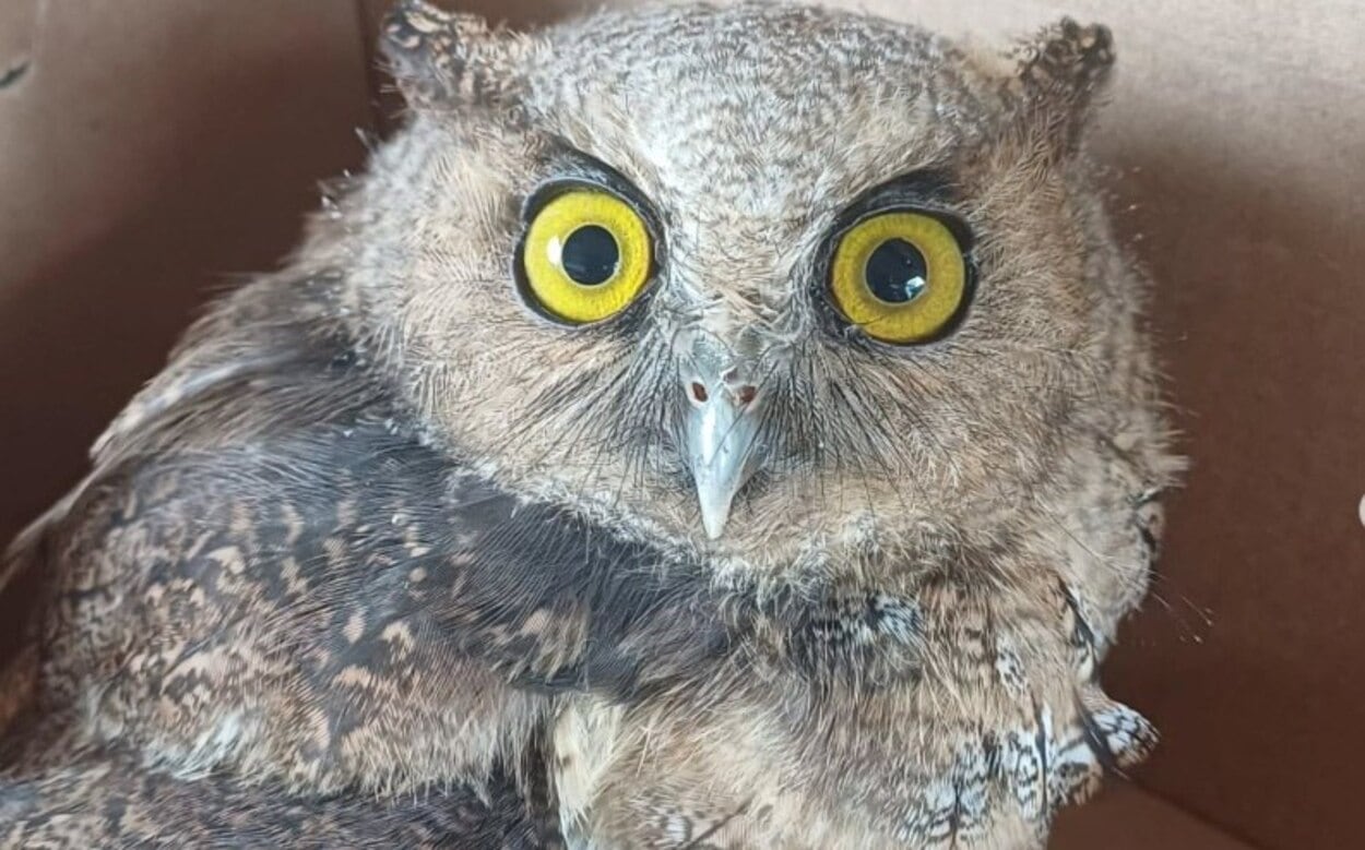 Coruja é resgatada por agentes do Parque Estadual Serra Do Mar Na Anchieta