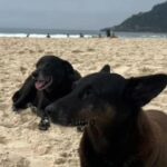 Luto na Praia Brava: Morre Pretinha, a fiel companheira do cão Orelha
