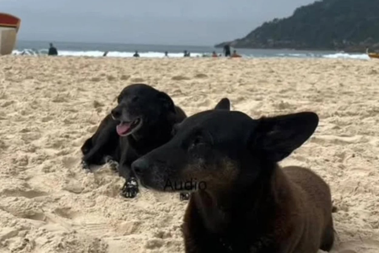 Luto na Praia Brava: Morre Pretinha, a fiel companheira do cão Orelha