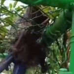 GCM Ambiental resgata saruê preso em alambrado de escola