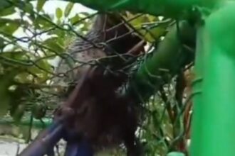 GCM Ambiental resgata saruê preso em alambrado de escola