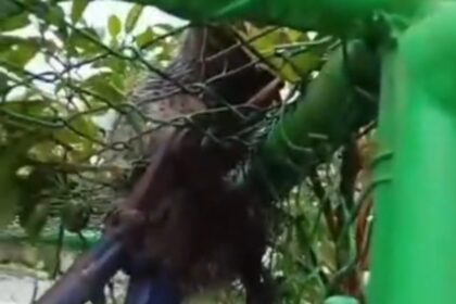 GCM Ambiental resgata saruê preso em alambrado de escola