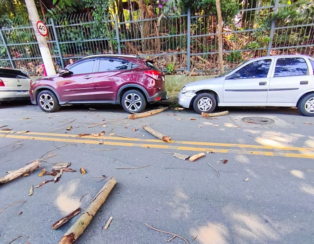 Queda de árvore na Cidade da Criança atinge carros e assusta moradores em São Bernardo