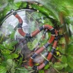 Cobra Falsa-coral é resgatada em calçada no Jardim Bela Vista, em Santo André