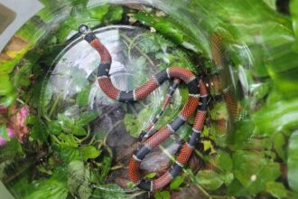 Cobra Falsa-coral é resgatada em calçada no Jardim Bela Vista, em Santo André