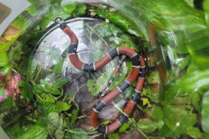 Cobra Falsa-coral é resgatada em calçada no Jardim Bela Vista, em Santo André