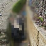 Animal é encontrado decapitado e com sinais de tortura em frente ao IML de São Bernardo