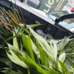 Extração ilegal de palmeira nativa da Mata Atlântica em São Bernardo gera multa de R$ 8.790 a infratores