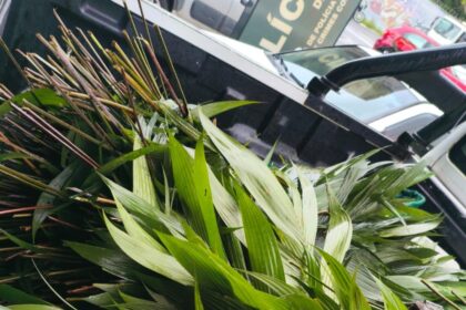 Extração ilegal de palmeira nativa da Mata Atlântica em São Bernardo gera multa de R$ 8.790 a infratores