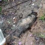 GCM Ambiental de São Bernardo resgata saruê e soma 184 atendimentos a animais em 2026