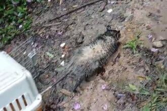 GCM Ambiental de São Bernardo resgata saruê e soma 184 atendimentos a animais em 2026