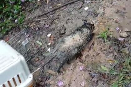 GCM Ambiental de São Bernardo resgata saruê e soma 184 atendimentos a animais em 2026