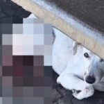 Cão atropelado é resgatado em parada de trólebus após apelo de seguidora em São Bernardo