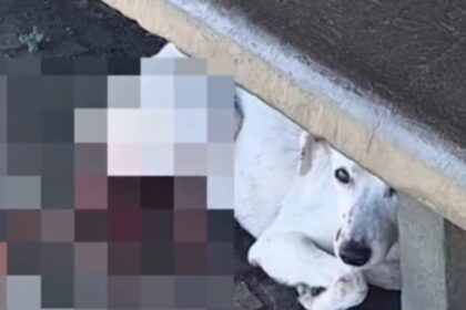 Cão atropelado é resgatado em parada de trólebus após apelo de seguidora em São Bernardo