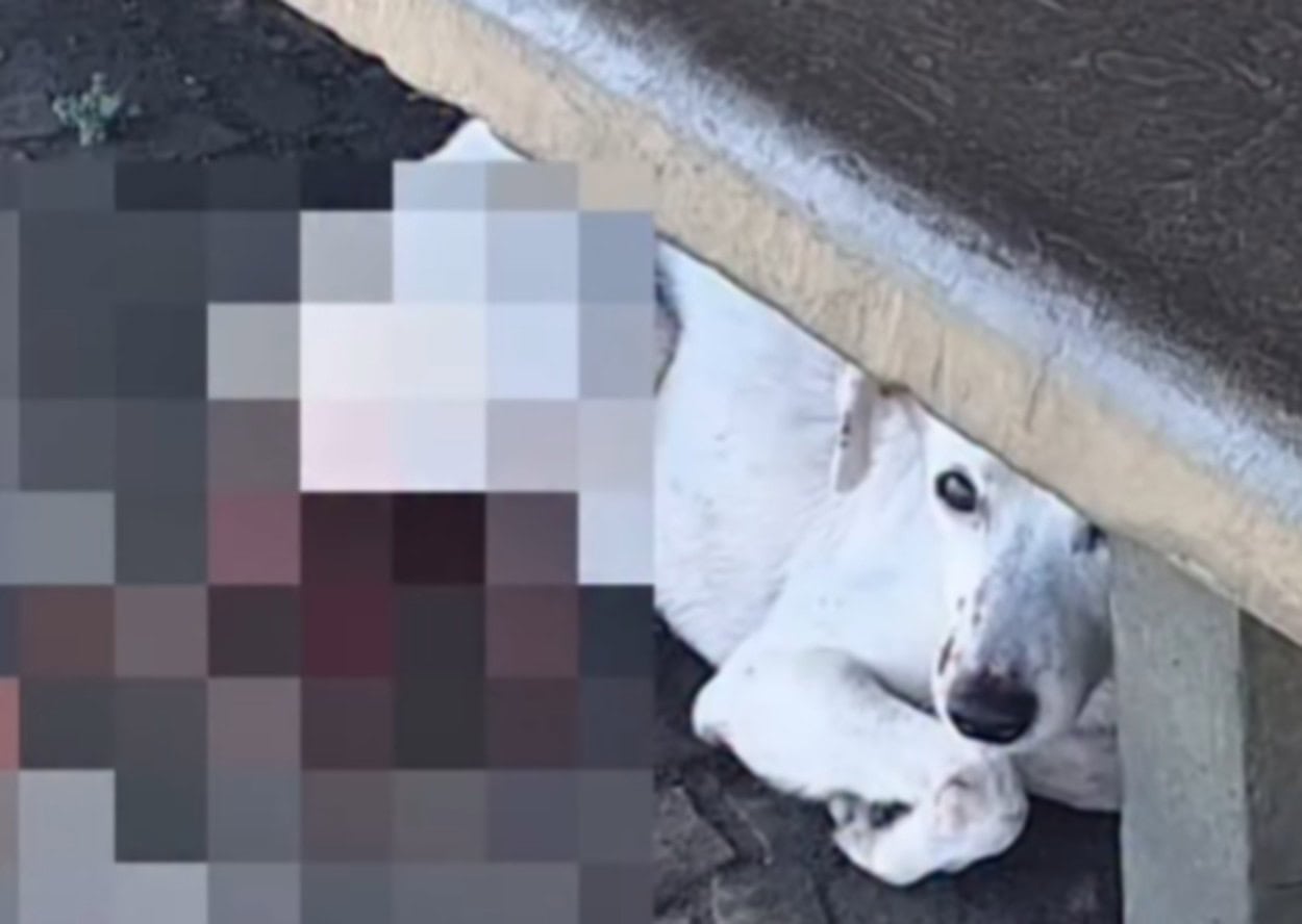 Cão atropelado é resgatado em parada de trólebus após apelo de seguidora em São Bernardo