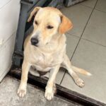 Cadelinha é encontrada em posto de combustível em São Bernardo