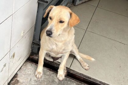 Cadelinha é encontrada em posto de combustível em São Bernardo