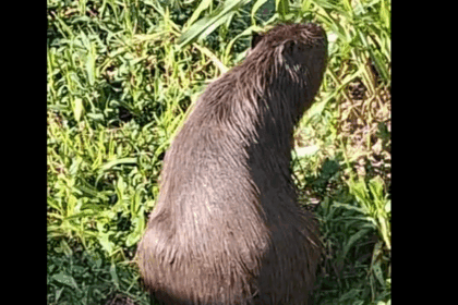 Natureza resiste ao asfalto: garças e capivaras surpreendem na Avenida Pery Ronchetti, em SBC