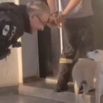 Delegado interrompe condução de preso para cumprimentar cachorrinha comunitária e cena viraliza
