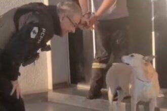 Delegado interrompe condução de preso para cumprimentar cachorrinha comunitária e cena viraliza